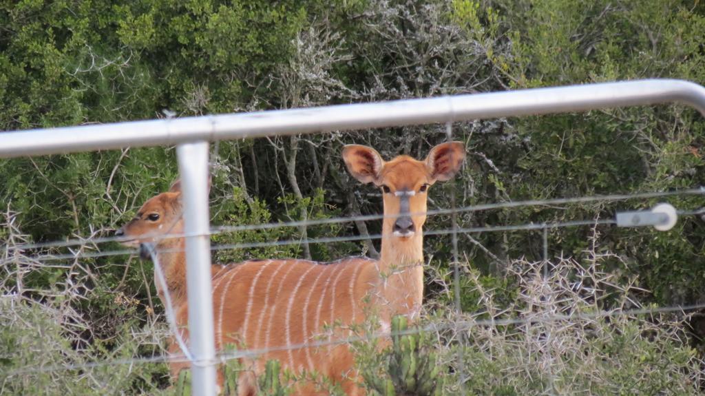 Kudu Ridge Game Lodge Addo Ngoại thất bức ảnh