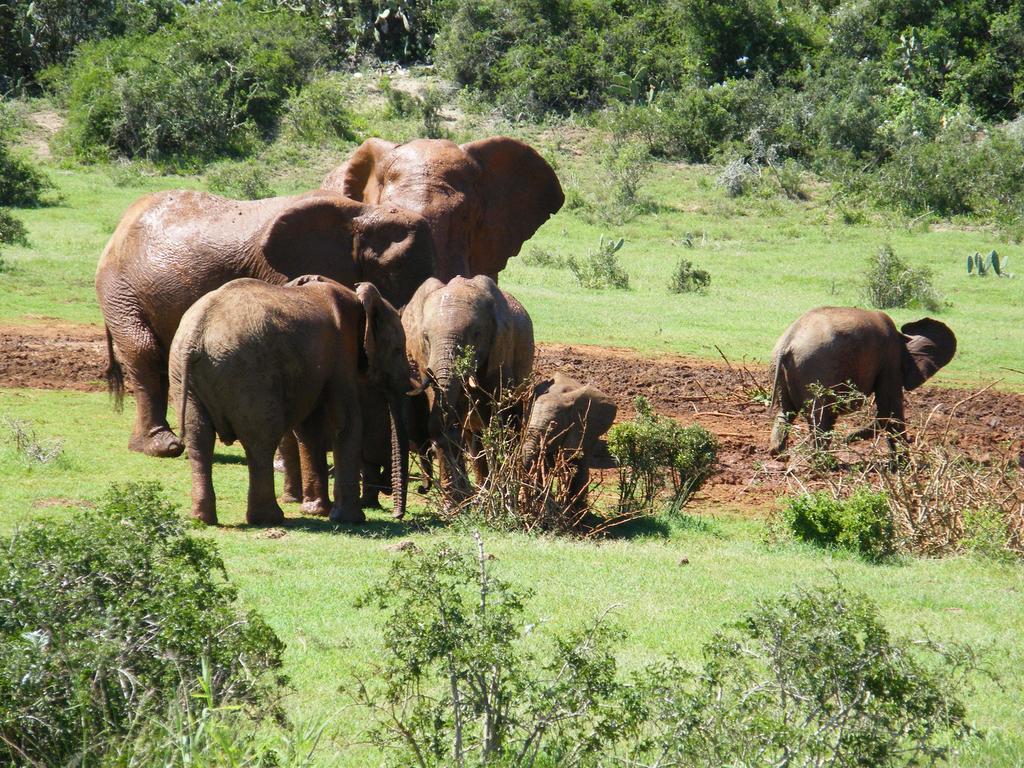 Kudu Ridge Game Lodge Addo Ngoại thất bức ảnh