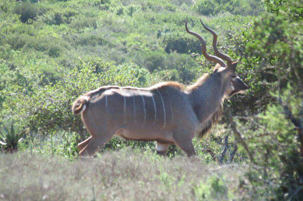 Kudu Ridge Game Lodge Addo Ngoại thất bức ảnh