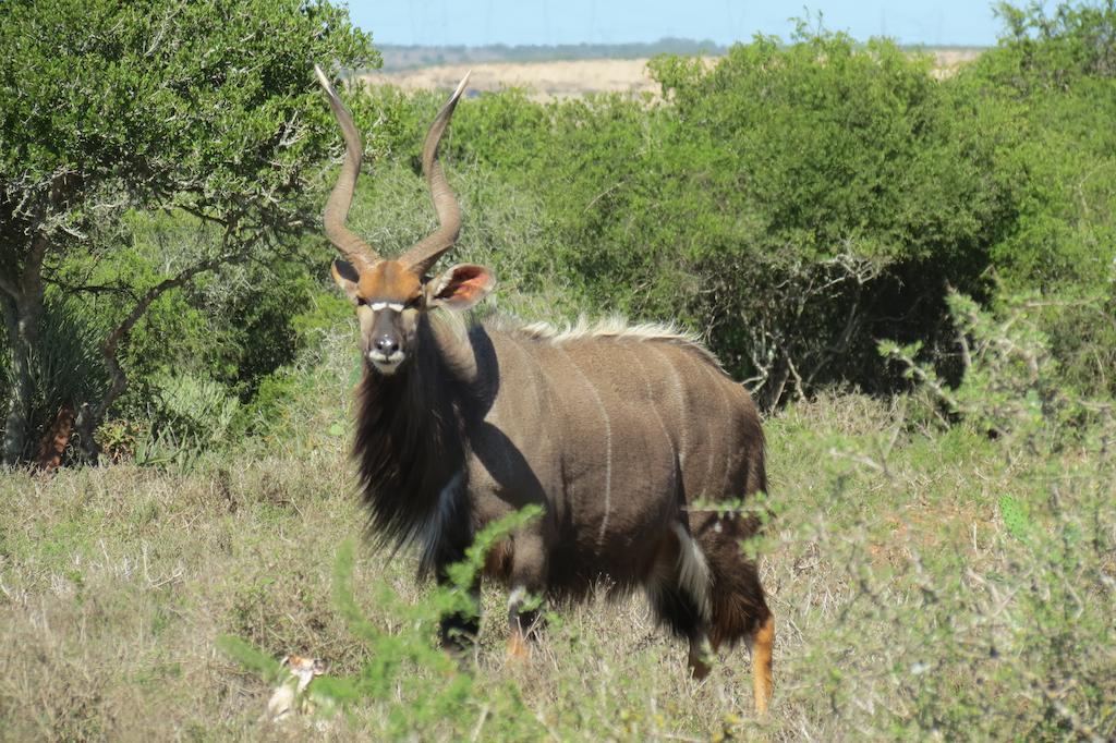 Kudu Ridge Game Lodge Addo Ngoại thất bức ảnh
