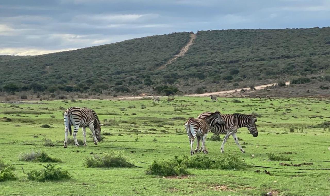 Kudu Ridge Game Lodge Addo Ngoại thất bức ảnh