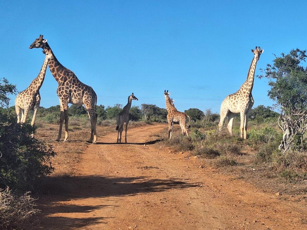 Kudu Ridge Game Lodge Addo Ngoại thất bức ảnh