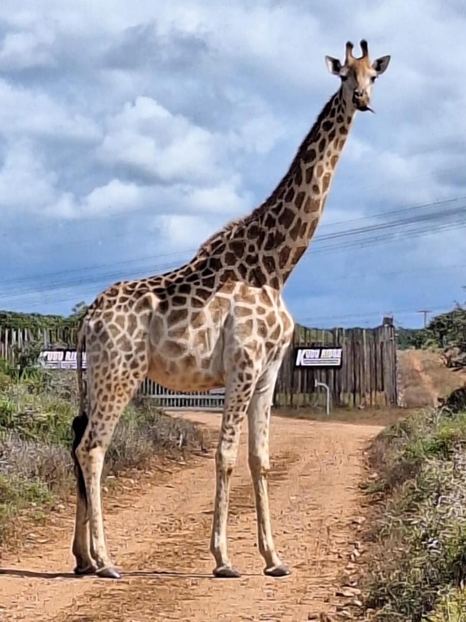 Kudu Ridge Game Lodge Addo Ngoại thất bức ảnh