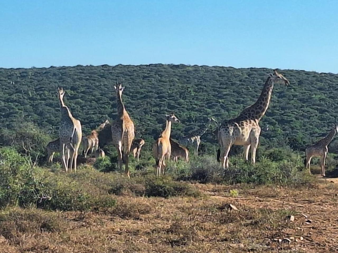 Kudu Ridge Game Lodge Addo Ngoại thất bức ảnh