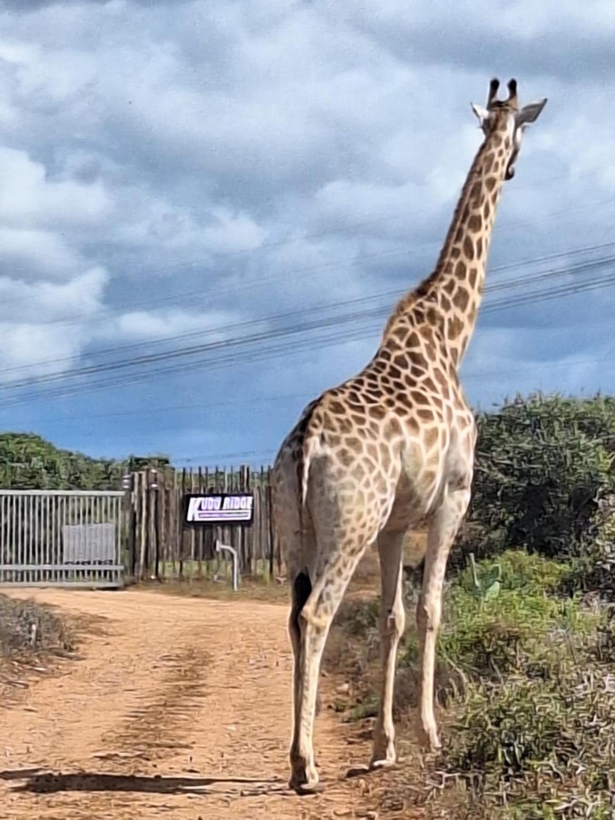 Kudu Ridge Game Lodge Addo Ngoại thất bức ảnh