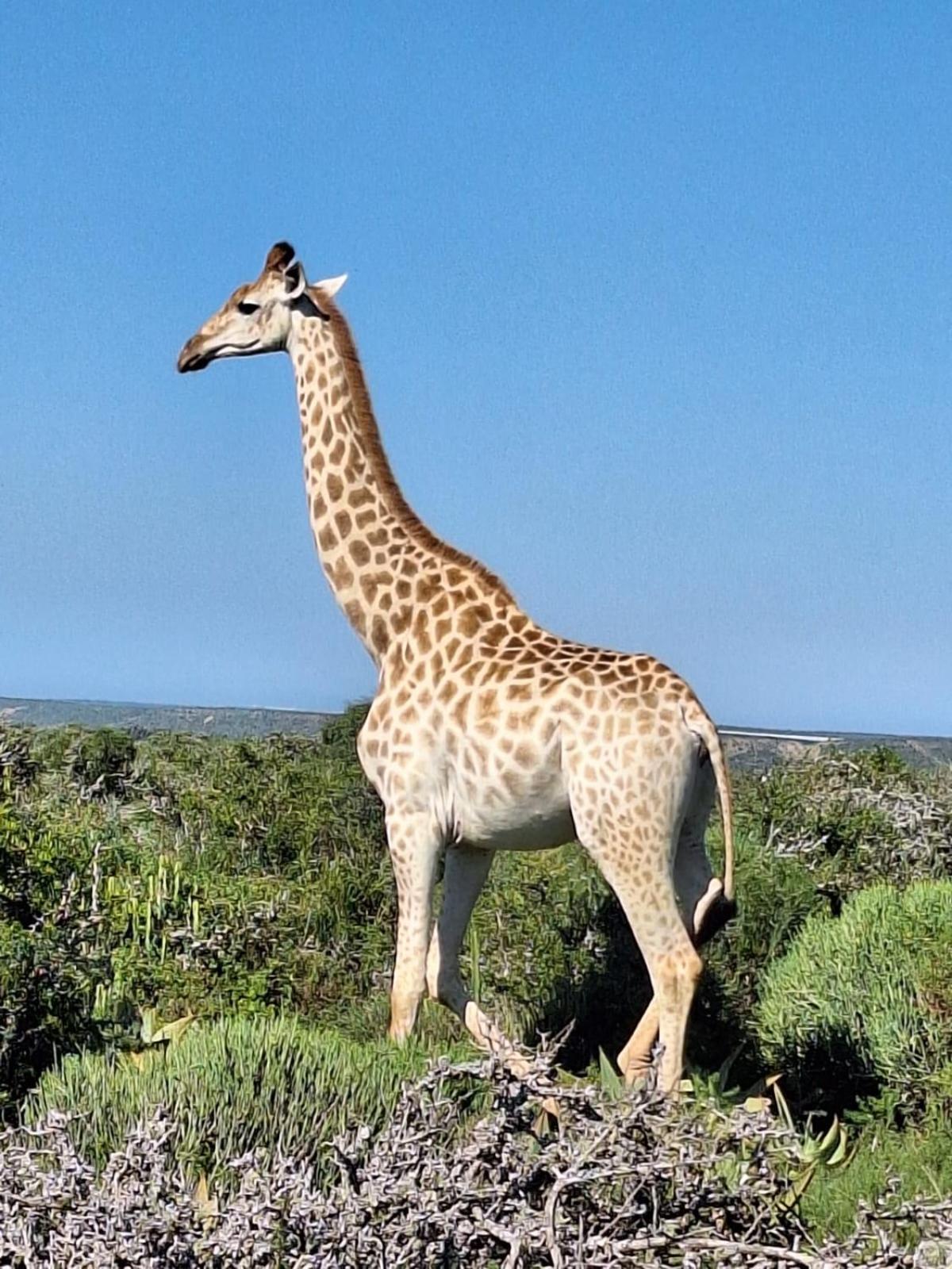 Kudu Ridge Game Lodge Addo Ngoại thất bức ảnh
