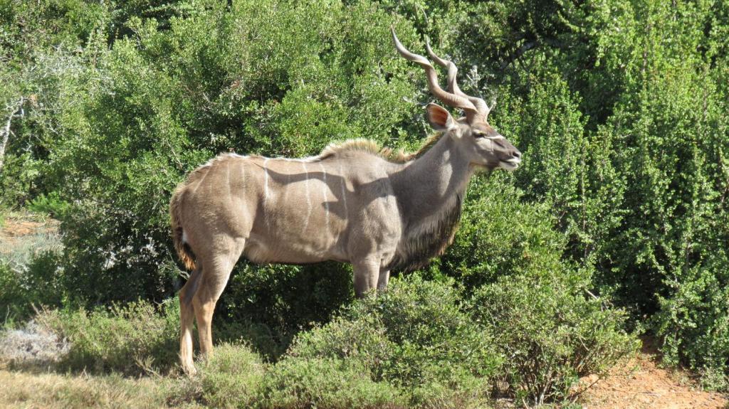Kudu Ridge Game Lodge Addo Ngoại thất bức ảnh