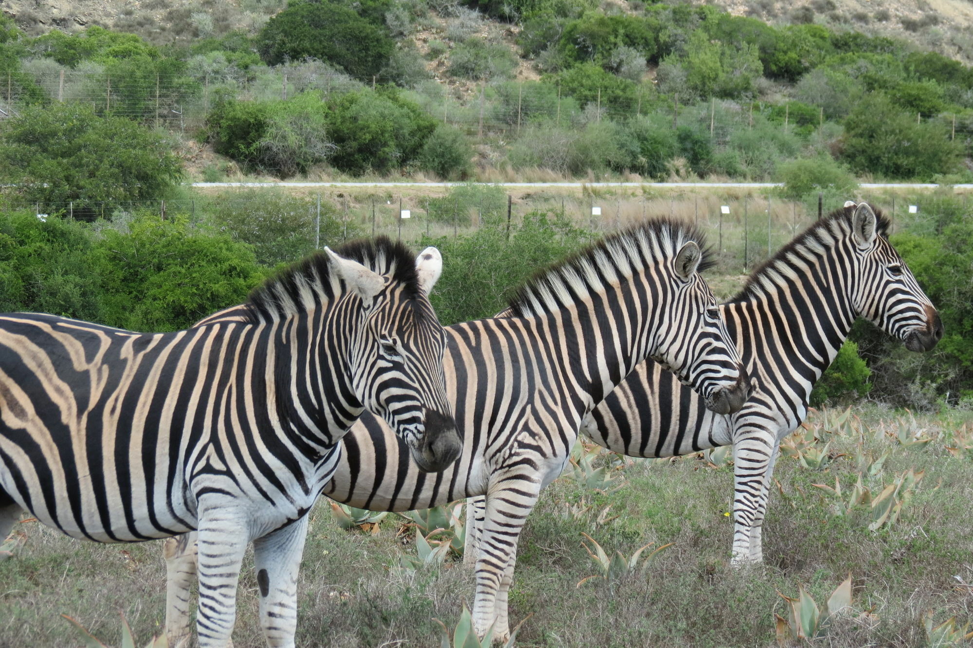 Kudu Ridge Game Lodge Addo Ngoại thất bức ảnh